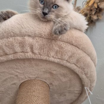 Chaton Ragdoll blue tabby point
