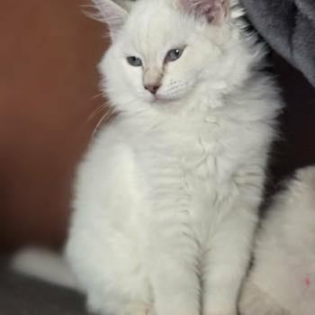 Chaton Ragdoll blue tabby point