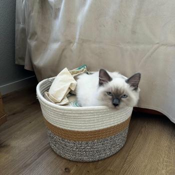 Chaton Ragdoll blue point