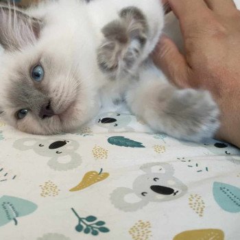 Chaton Ragdoll blue tabby