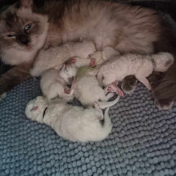 Chaton Ragdoll Thalya ❤ Syrius 2024 N°2 Chatterie de Syruzye Chaton Ragdoll Thalya ❤ Syrius 2024 N°2 Chatterie de Syruzye