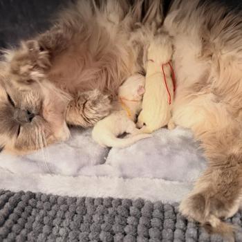 Portée Thalya ❤ Syrius 2026